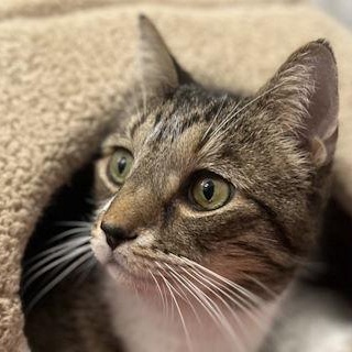 Enlarge Marvin, a ADOPTABLE Domestic Short Hair in Chicago, IL image 2/6
