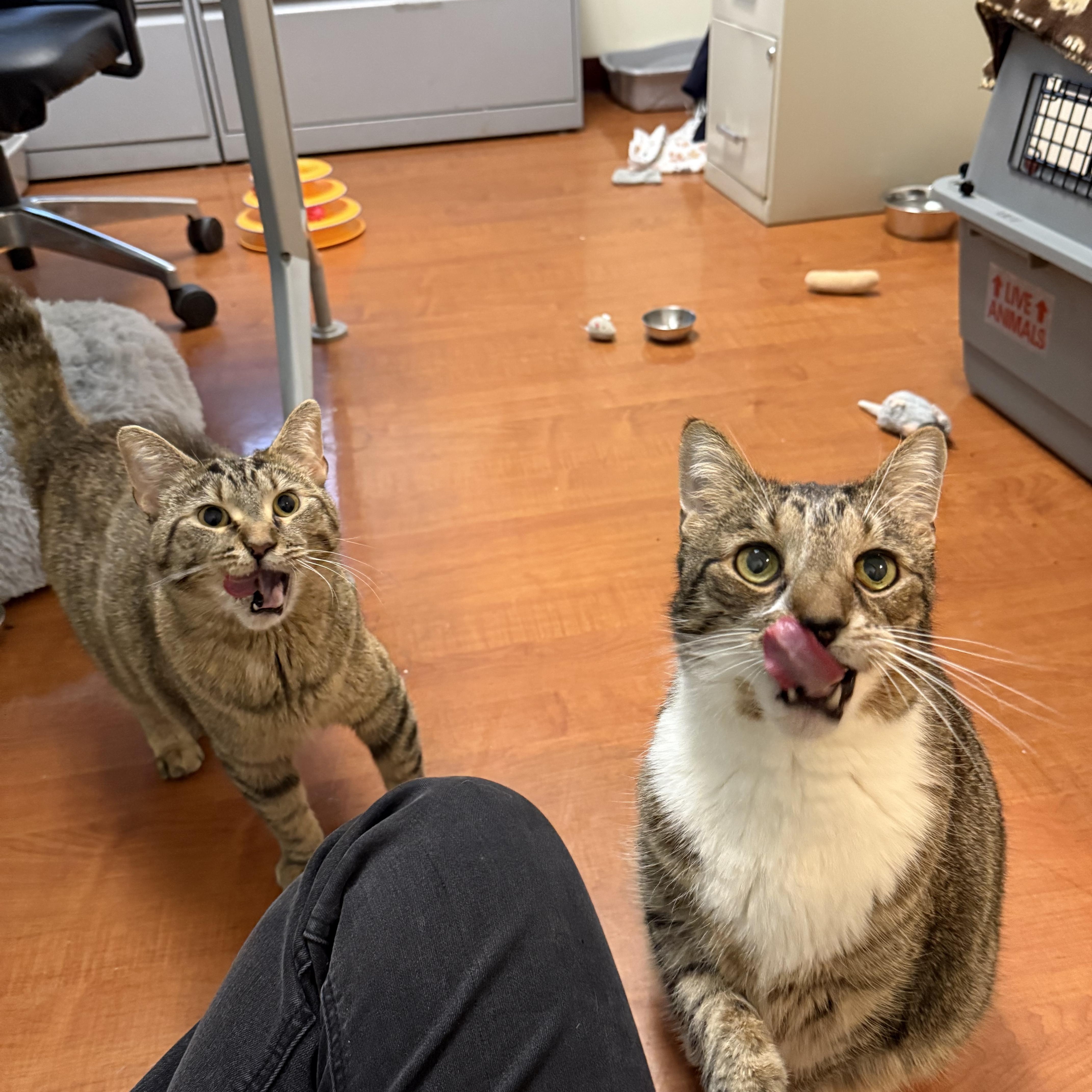 Enlarge Marvin, a ADOPTABLE Domestic Short Hair in Chicago, IL image 5/6