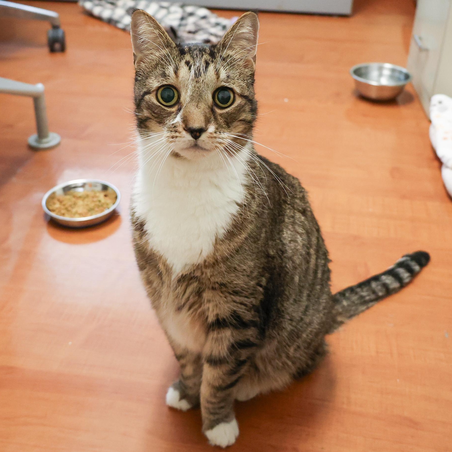 Enlarge Marvin, a ADOPTABLE Domestic Short Hair in Chicago, IL image 6/6