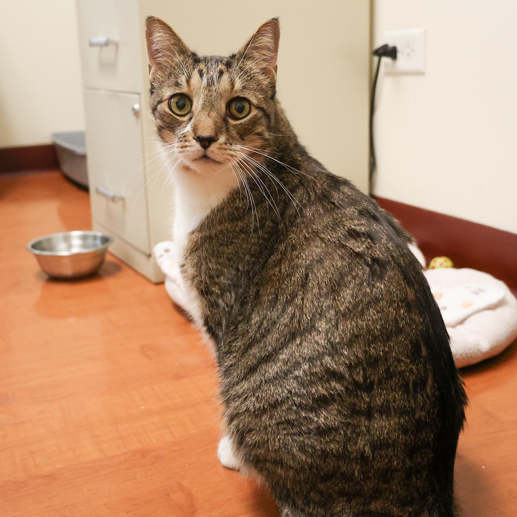 Enlarge Marvin, a ADOPTABLE Domestic Short Hair in Chicago, IL image 1/6