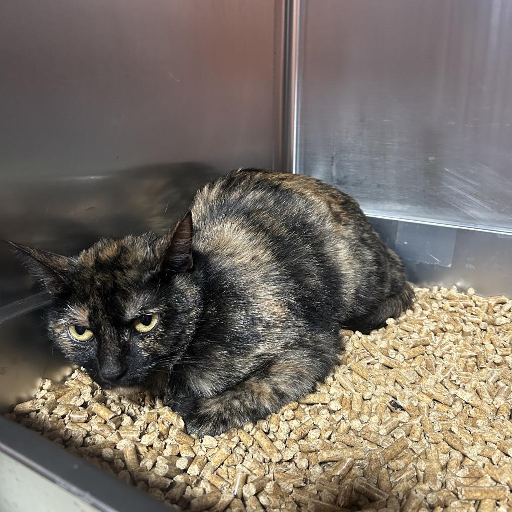 Vantassel, Adoptable, Adult Female Domestic Short Hair.