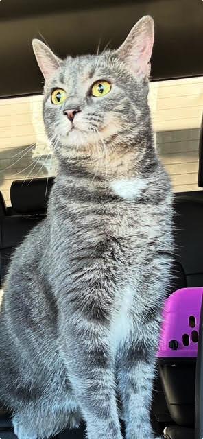 Luna, an adoptable Domestic Short Hair, Tabby in Lake Monroe, FL, 32747 | Photo Image 1