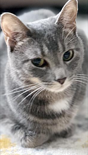 Luna, an adoptable Domestic Short Hair, Tabby in Lake Monroe, FL, 32747 | Photo Image 3