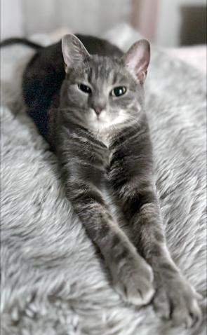 Luna, an adoptable Domestic Short Hair, Tabby in Lake Monroe, FL, 32747 | Photo Image 2