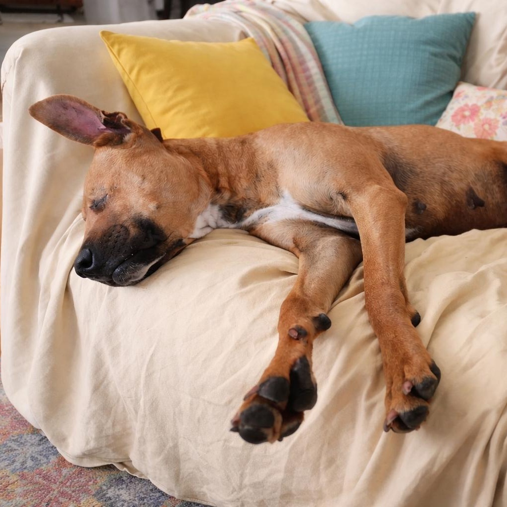 Autumn - Happy, Affectionate, and Super Smart