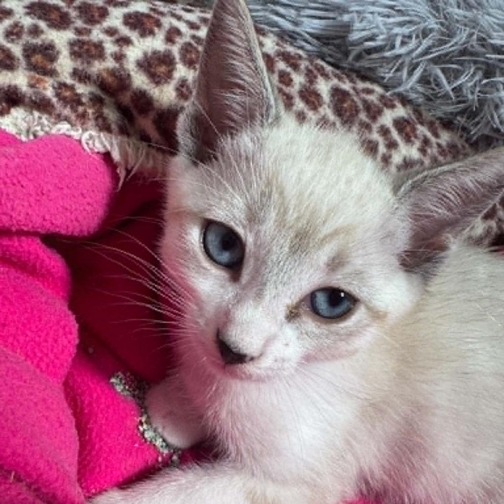 Samson, Adoptable, Kitten Male Siamese & Snowshoe.