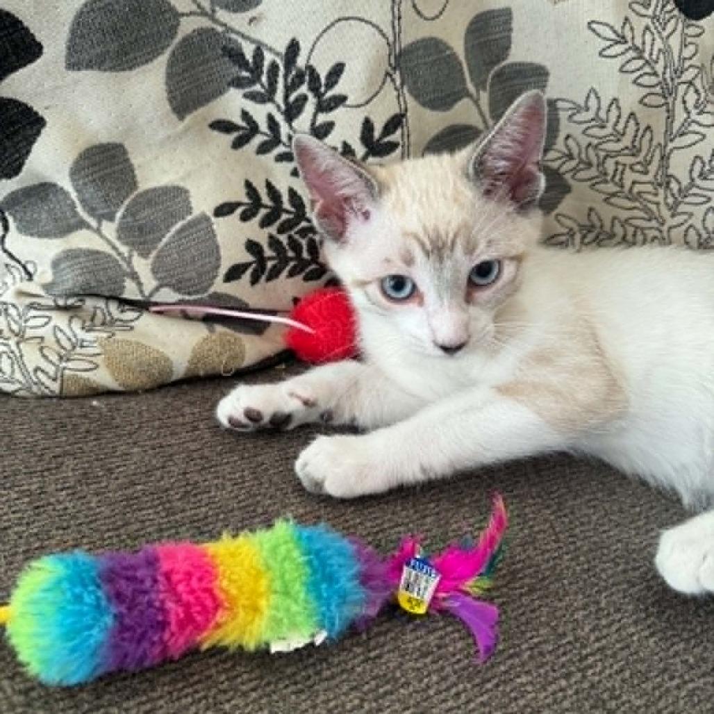 Enlarge Samson, a Adoptable mixed breed in Agoura Hills, CA image 2/5