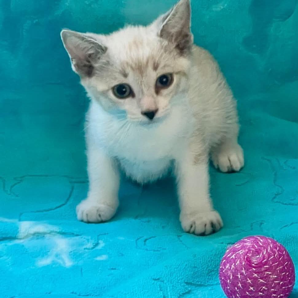 Enlarge Samson, a Adoptable mixed breed in Agoura Hills, CA image 3/5