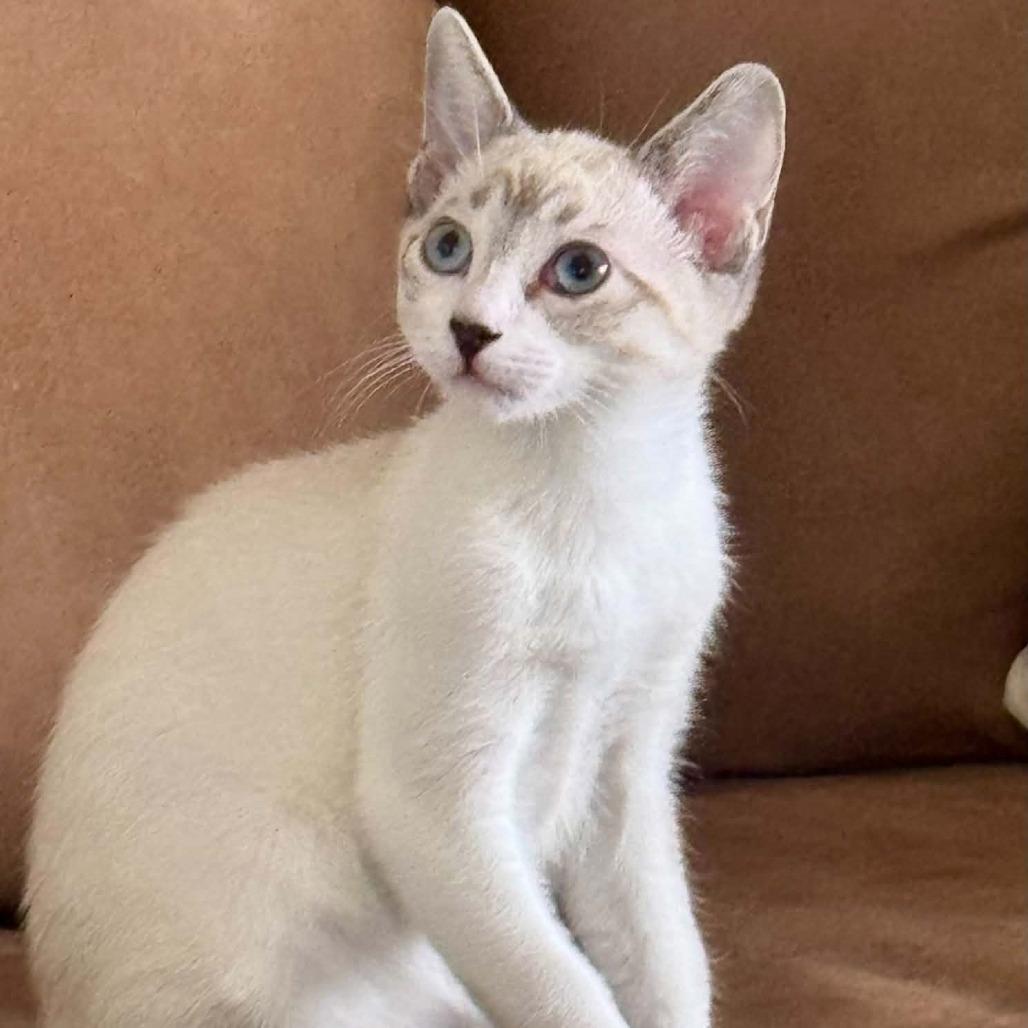 Enlarge Samson, a Adoptable mixed breed in Agoura Hills, CA image 4/5