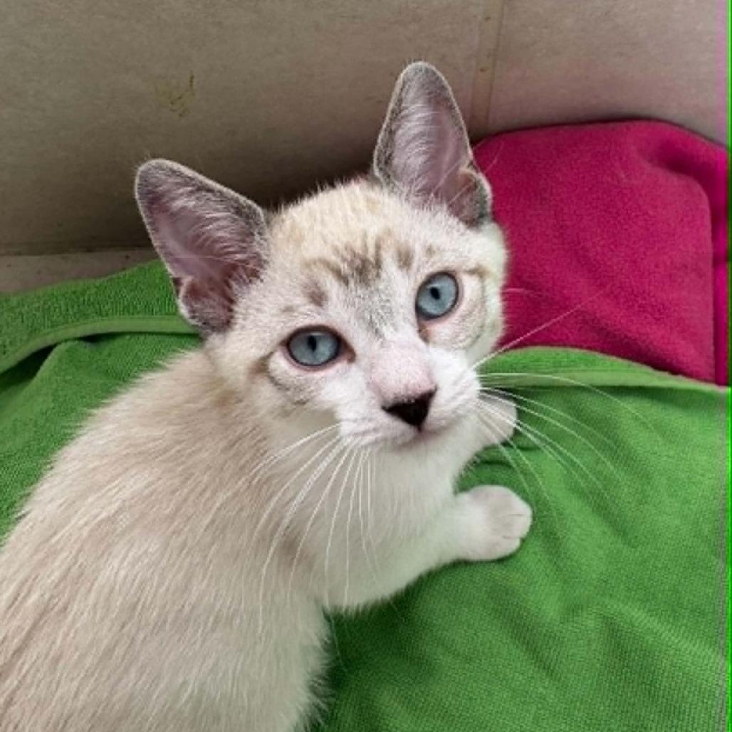 Enlarge Samson, a Adoptable mixed breed in Agoura Hills, CA image 5/5