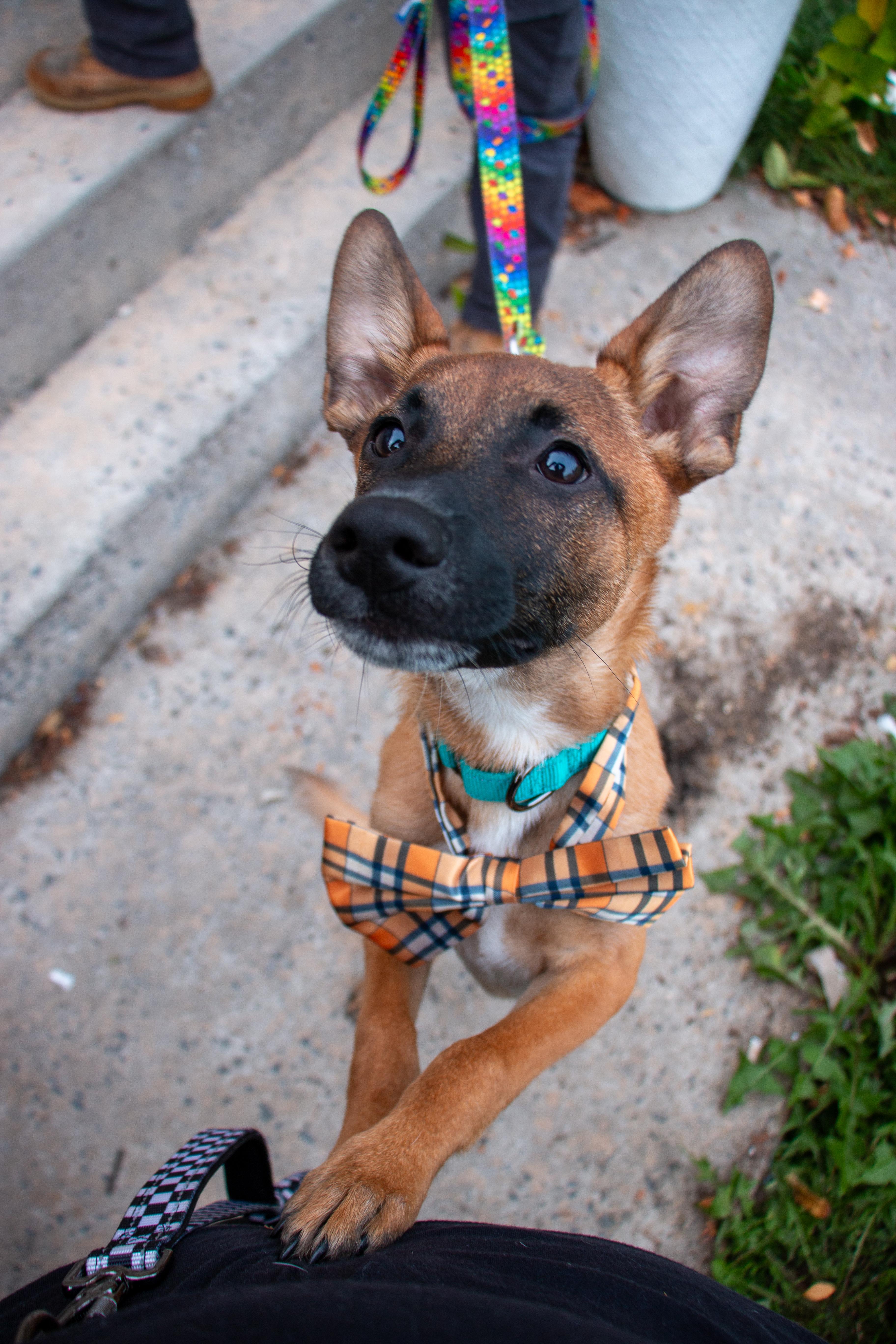 Enlarge Gaston the Smooch Monster, a Adoptable mixed breed in State College, PA image 2/6