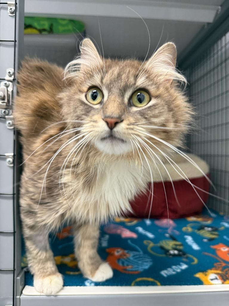 Felicia, Adoptable, Adult Female Domestic Medium Hair.