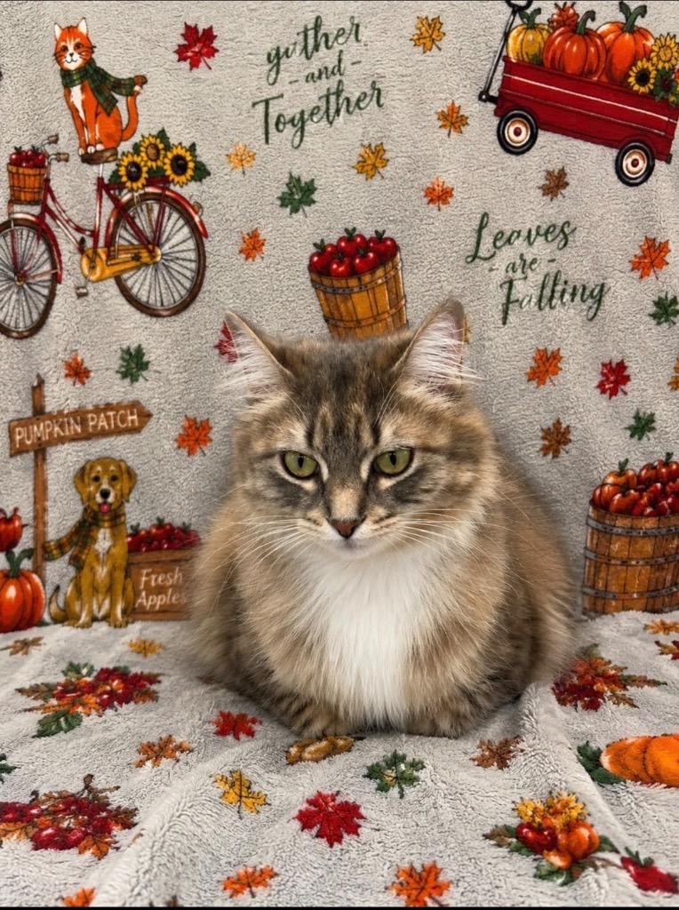 Felicia, a Adoptable mixed breed in Brookings, OR image 2/2