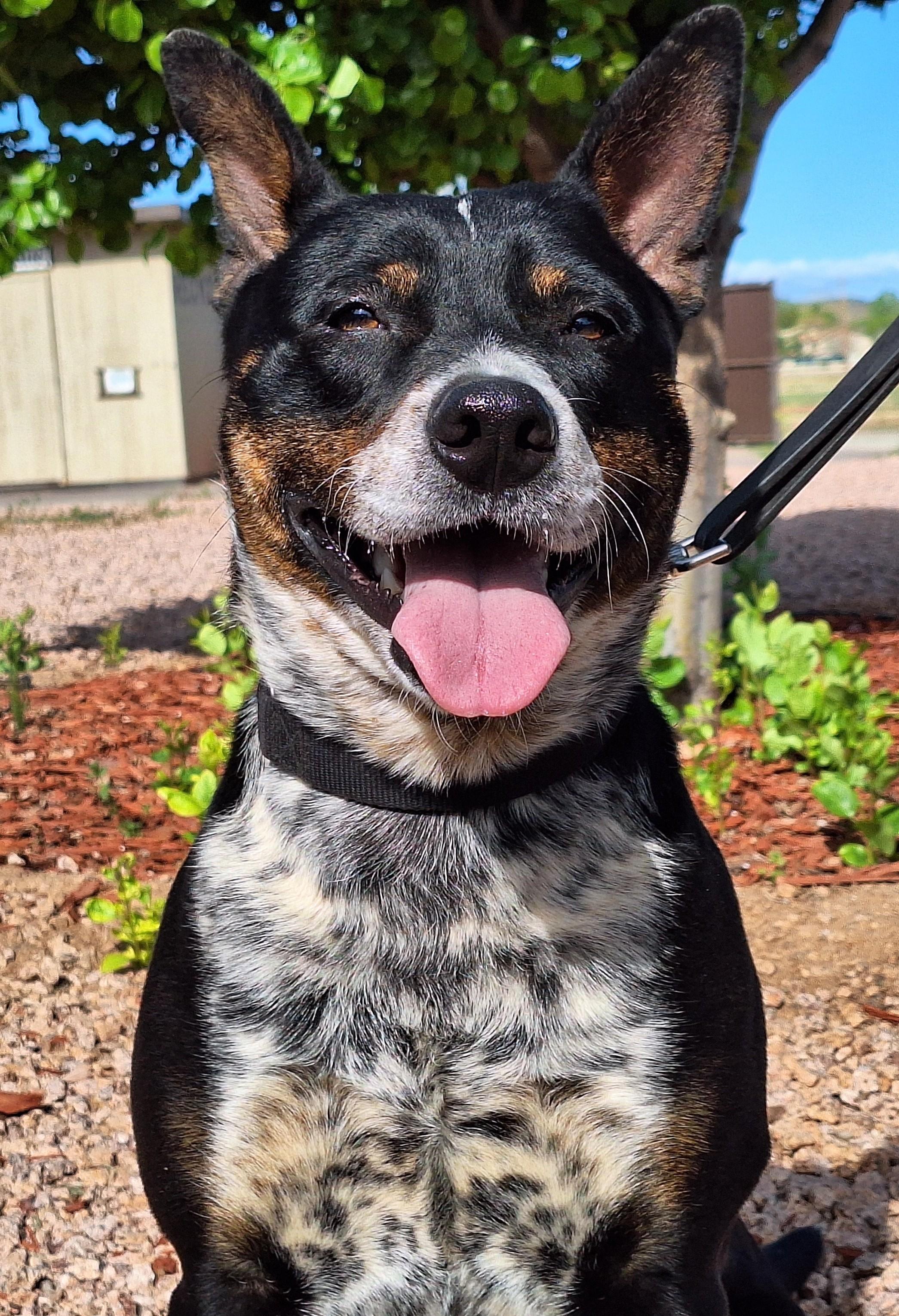 Enlarge Spot, a Adoptable mixed breed in Payson, AZ image 1/5