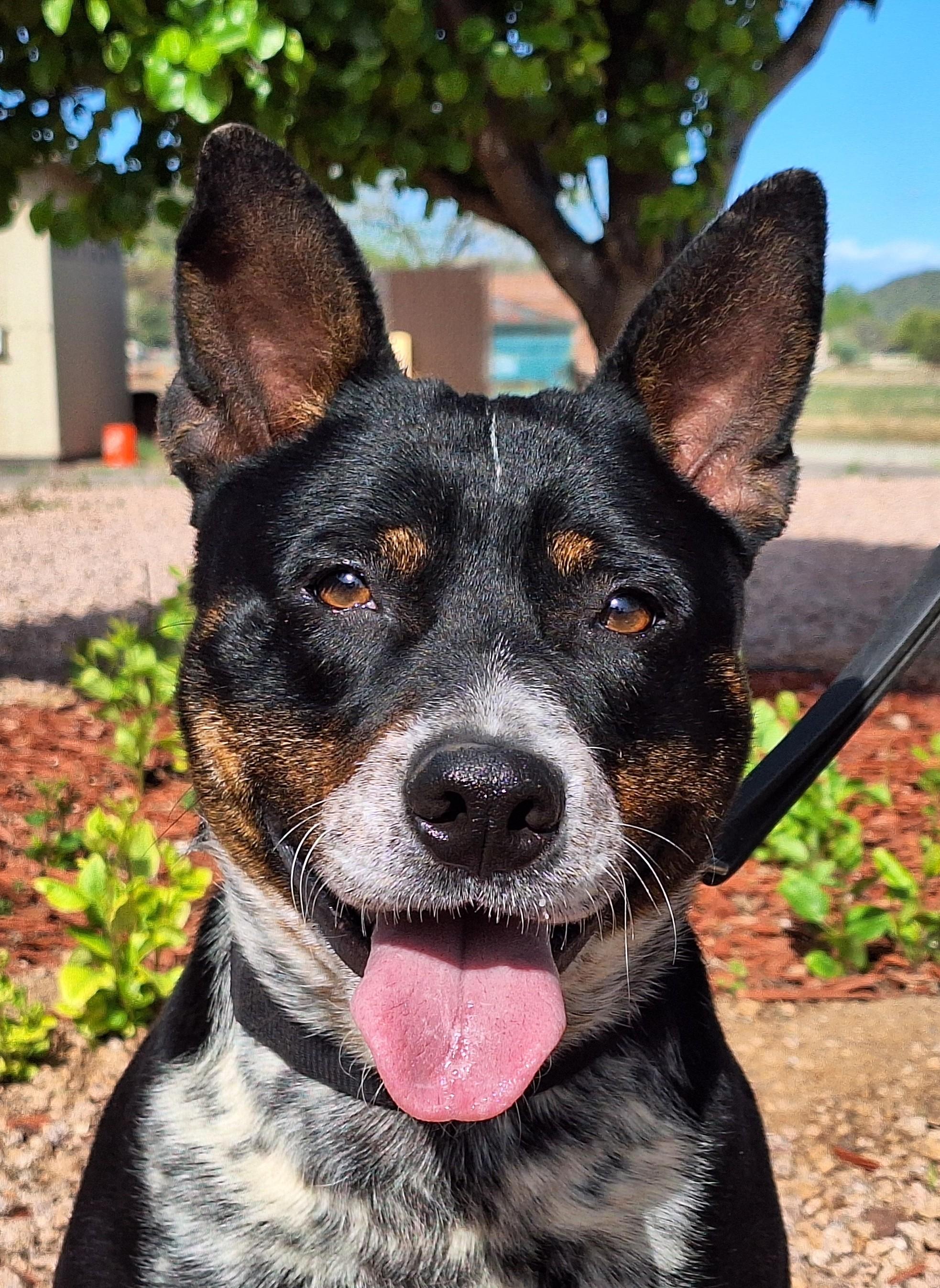 Enlarge Spot, a Adoptable mixed breed in Payson, AZ image 4/5