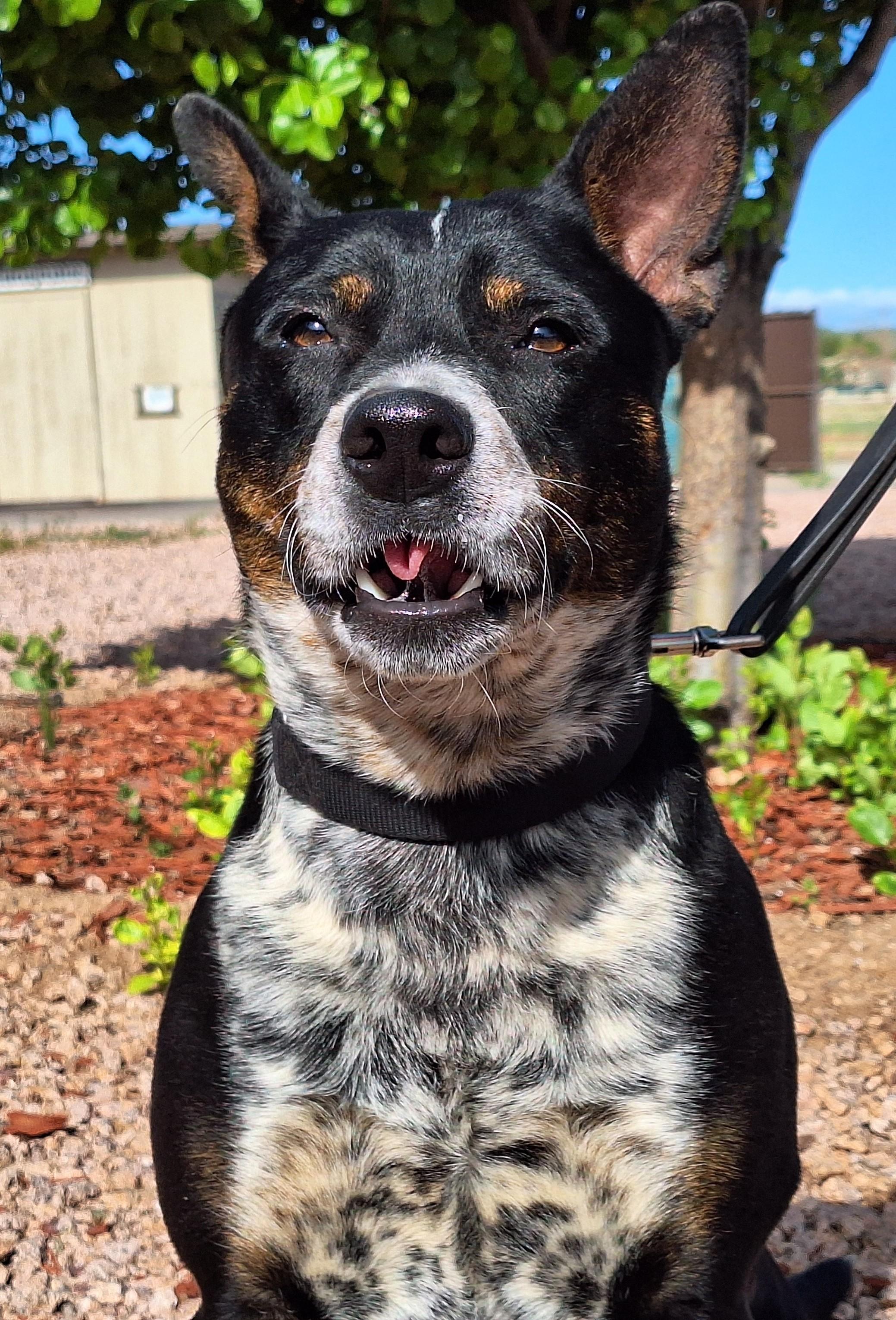 Enlarge Spot, a Adoptable mixed breed in Payson, AZ image 5/5