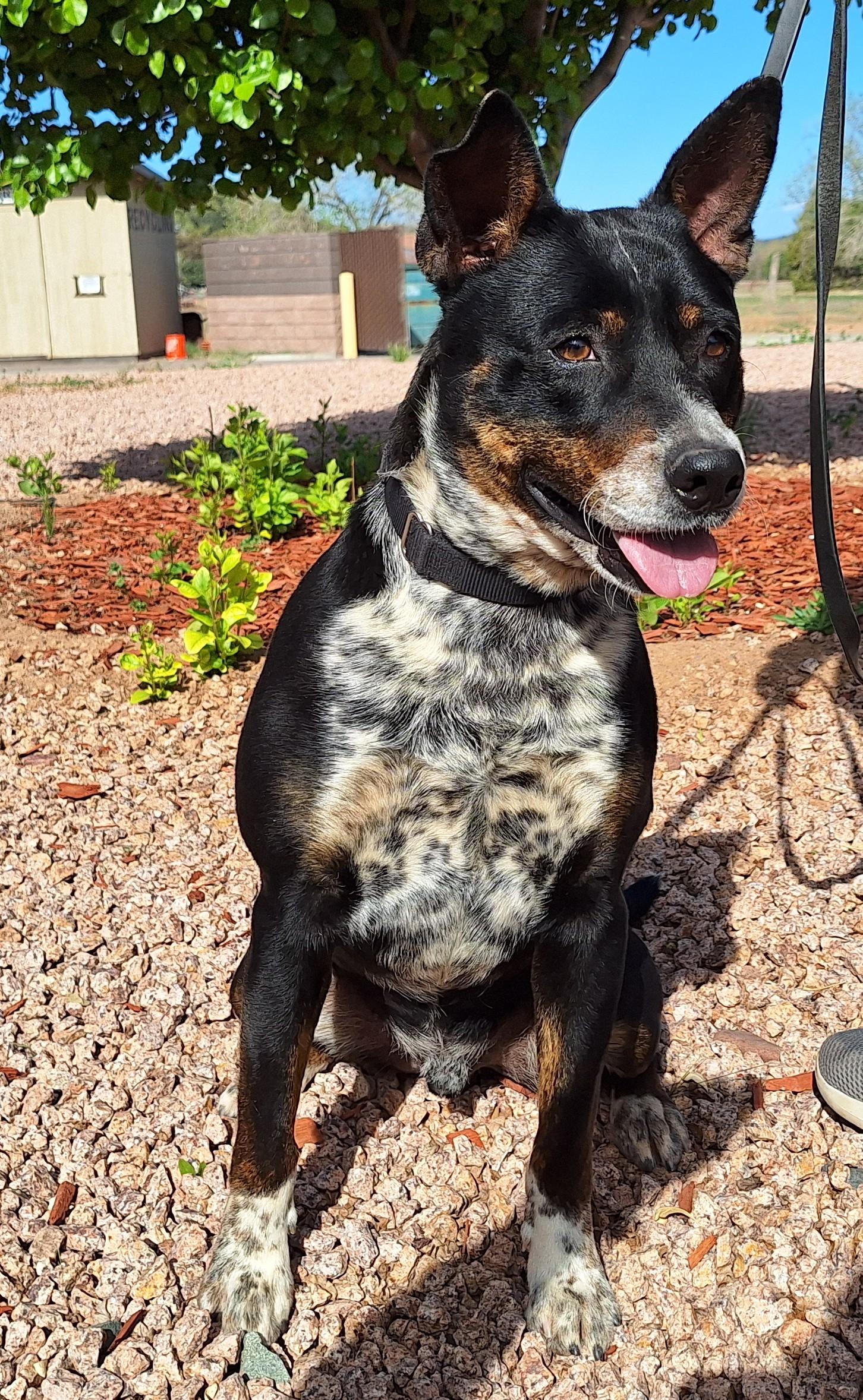 Enlarge Spot, a Adoptable mixed breed in Payson, AZ image 2/5