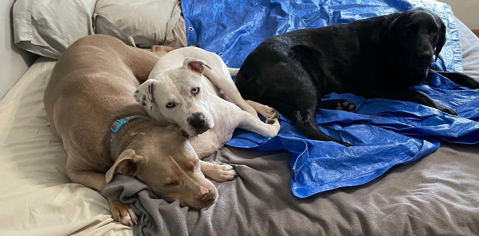 Sparkles, Adoptable, Adult Female Pit Bull Terrier.