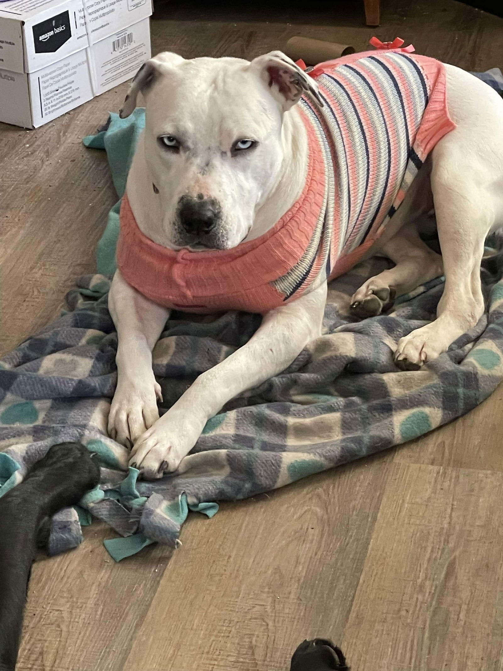 Sparkles, Adoptable, Adult Female Pit Bull Terrier.