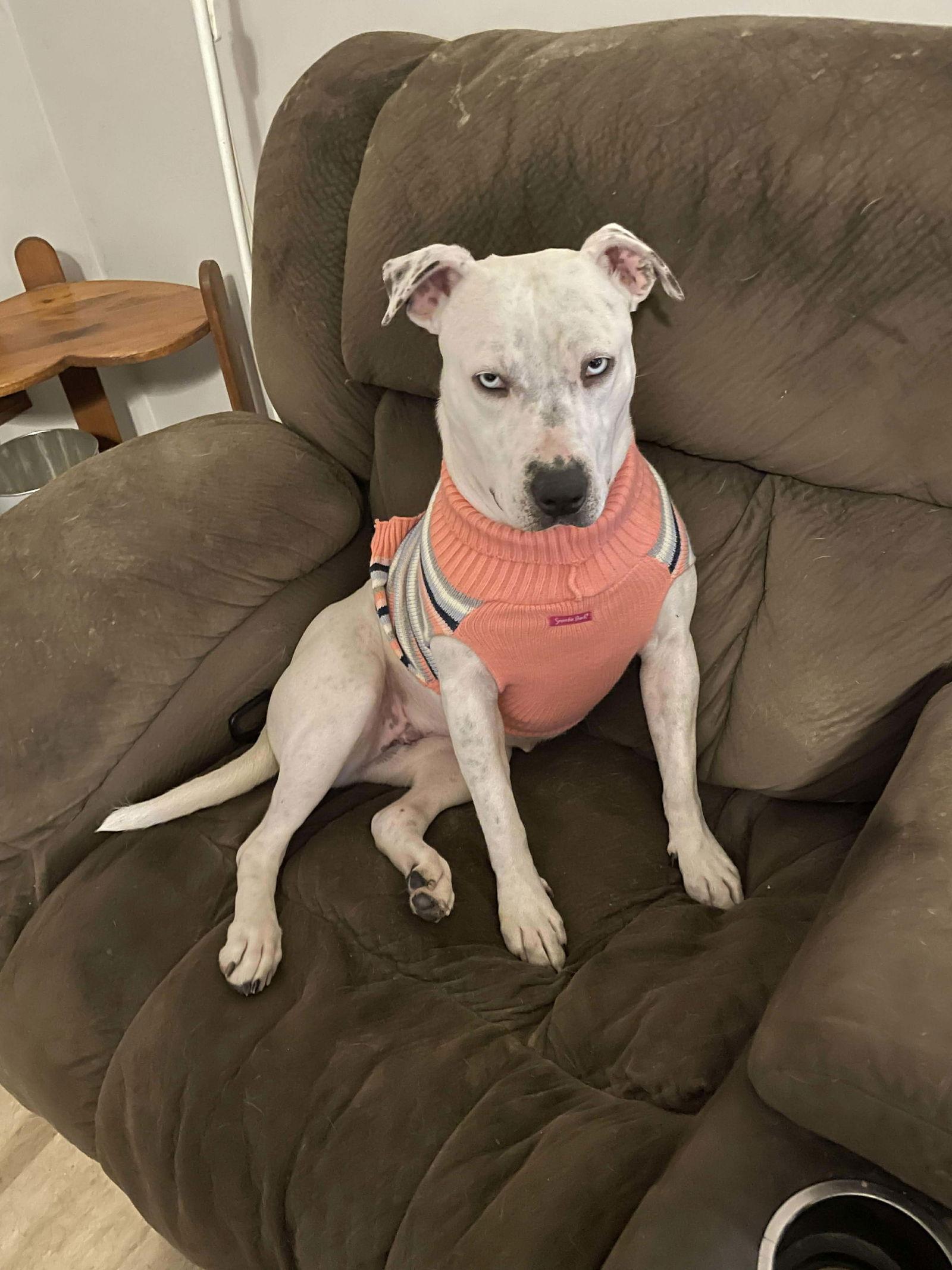 Enlarge Sparkles, a Adoptable Pit Bull Terrier in hinckley, IL image 2/2