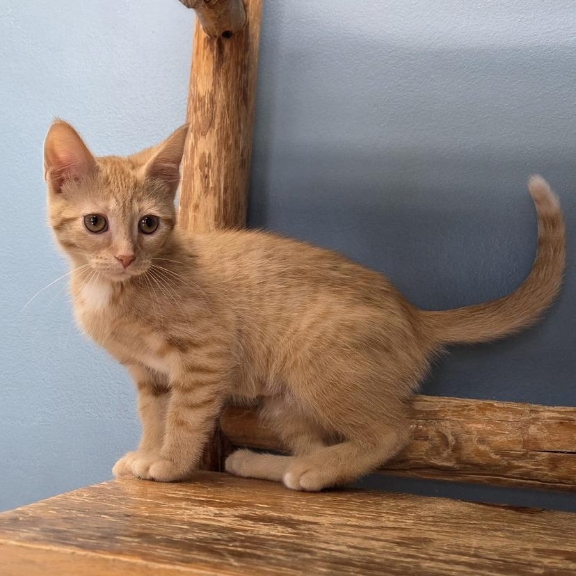 Enlarge Zonk, an adopted mixed breed in Park Rapids, MN image 1/1