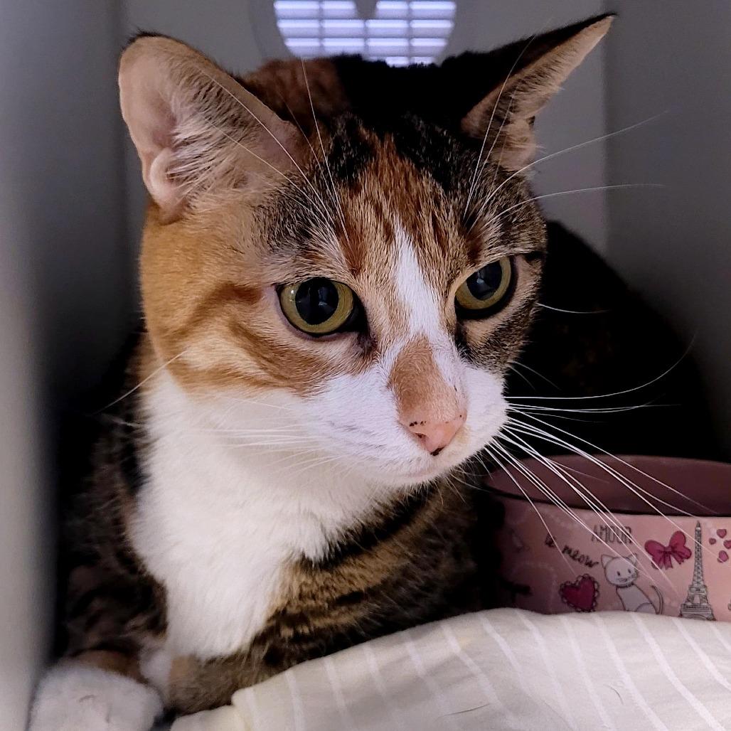 Enlarge Kiara, a Adoptable Domestic Short Hair in South Burlington, VT image 1/4