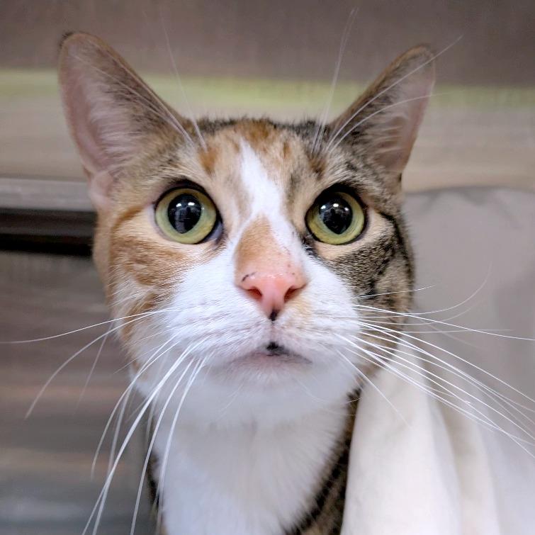 Enlarge Kiara, a Adoptable Domestic Short Hair in South Burlington, VT image 2/4