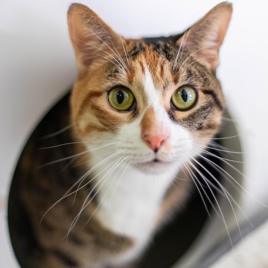 Enlarge Kiara, a Adoptable Domestic Short Hair in South Burlington, VT image 4/4