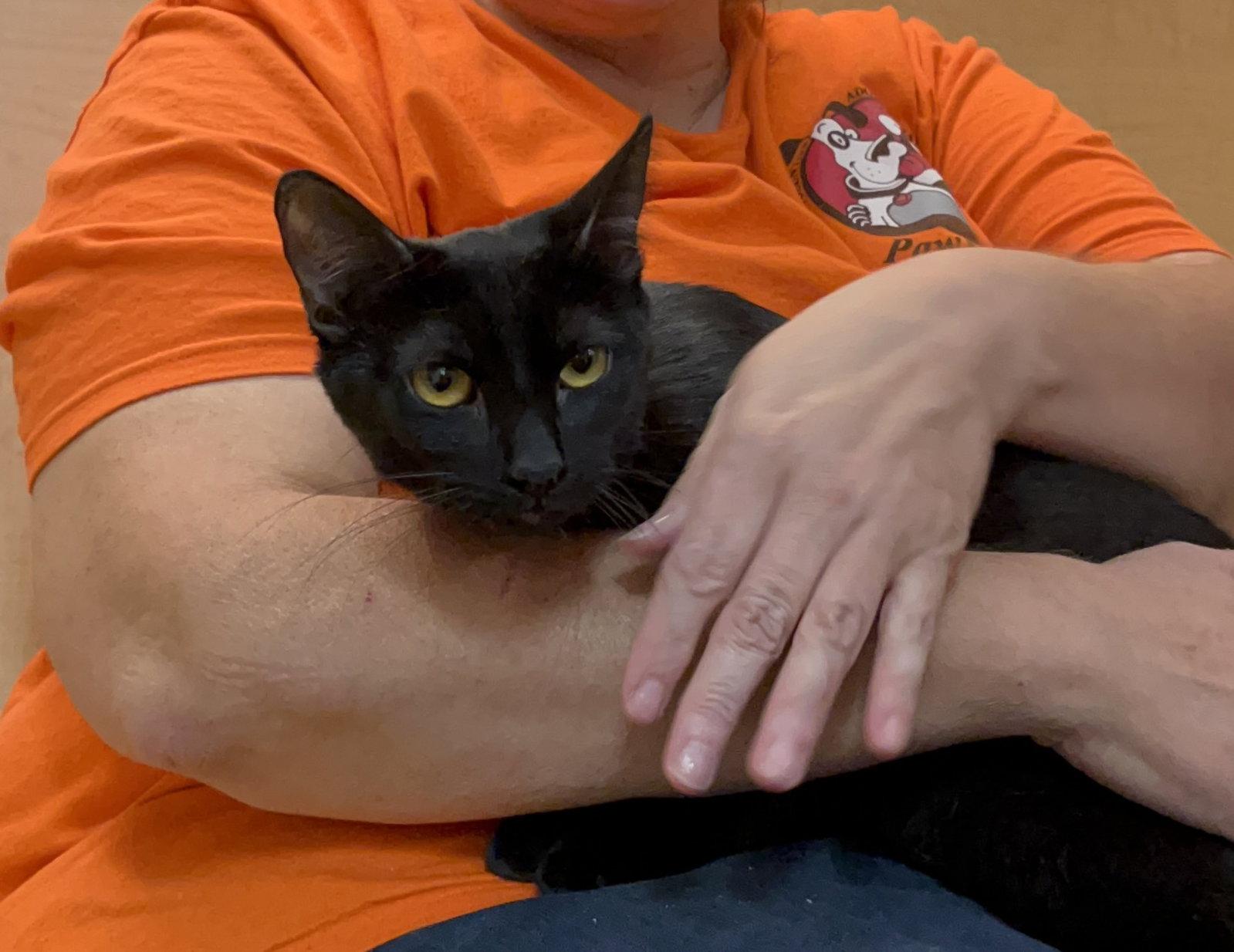Blueberry, Adoptable, Young Female Domestic Short Hair.
