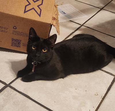 Enlarge Blueberry, a Adoptable Domestic Short Hair in Scottsdale, AZ image 2/2