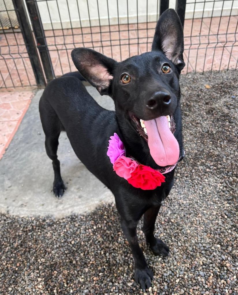 Jewel, Adoptable, Young Female Black Labrador Retriever & Shepherd.