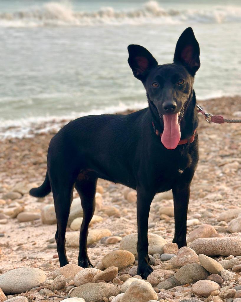 Jewel, a Adoptable mixed breed in San Juan de Abajo, NAY image 2/6