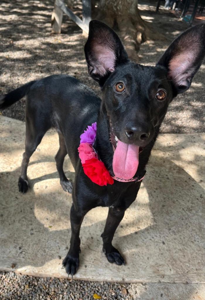 Jewel, a Adoptable mixed breed in San Juan de Abajo, NAY image 4/6