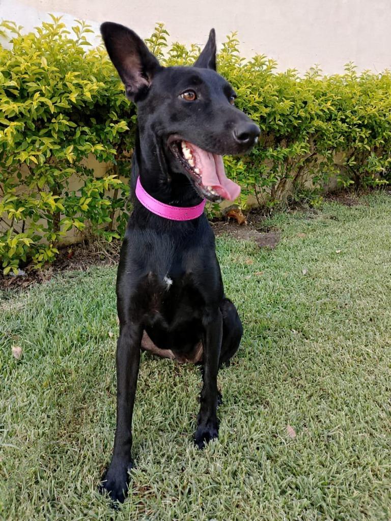 Jewel, a Adoptable mixed breed in San Juan de Abajo, NAY image 6/6