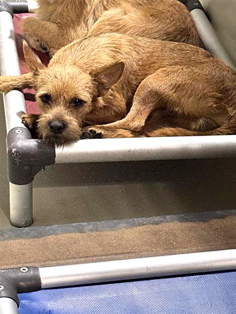 Enlarge Foxy - URGENT - 24-hour NOTICE, an adoptable mixed breed in Thousand Oaks, CA image 2/2