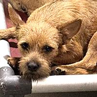 Foxy - URGENT - 24-hour NOTICE, adoptable, Young Male Norwich Terrier.