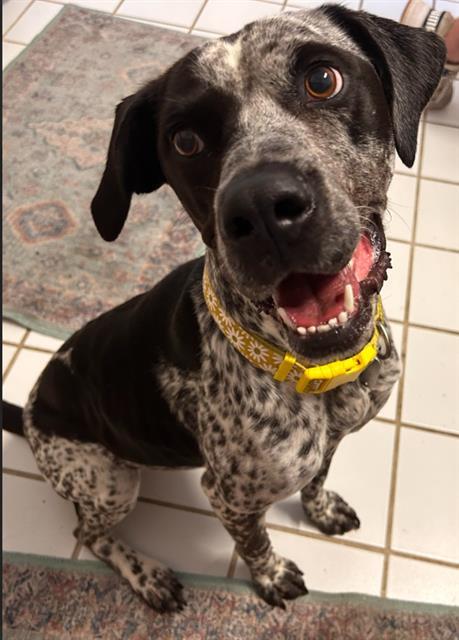 Enlarge BRIAR, a Adoptable mixed breed in Haw River, NC image 1/1