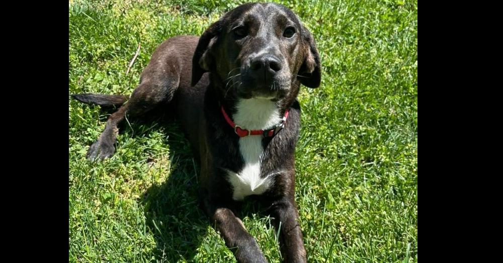 Brook, Adopted, Young Female Hound.
