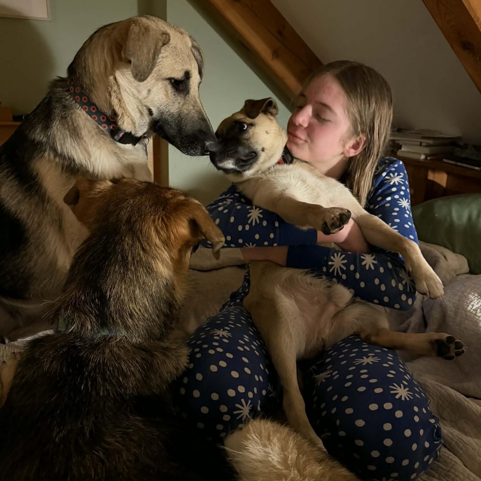 Enlarge Frankie, a ADOPTABLE mixed breed in Williston, VT image 3/6