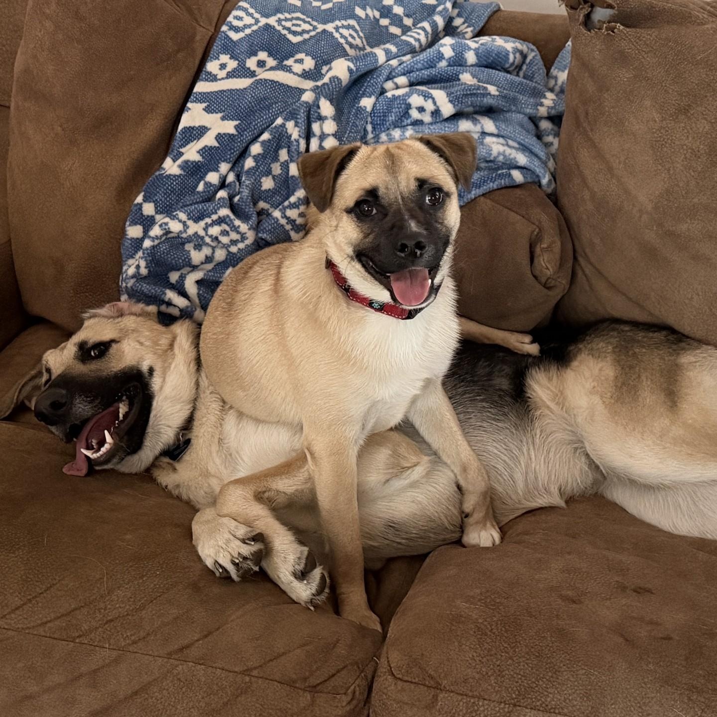 Frankie, adoptable, Young Male Pug.