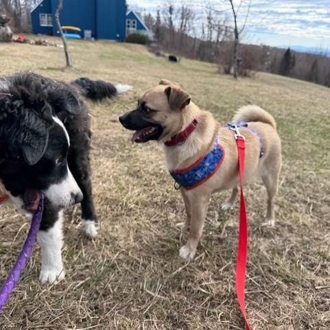 Enlarge Frankie, a ADOPTABLE mixed breed in Williston, VT image 4/6