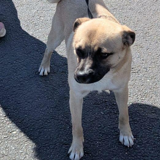 Frankie — thumbnail 2