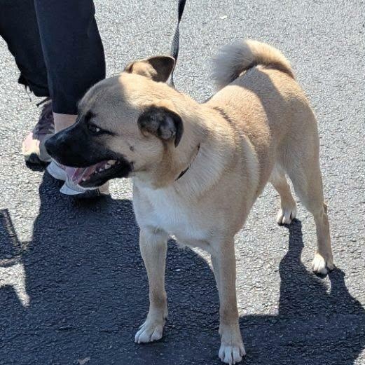 Frankie — thumbnail 3