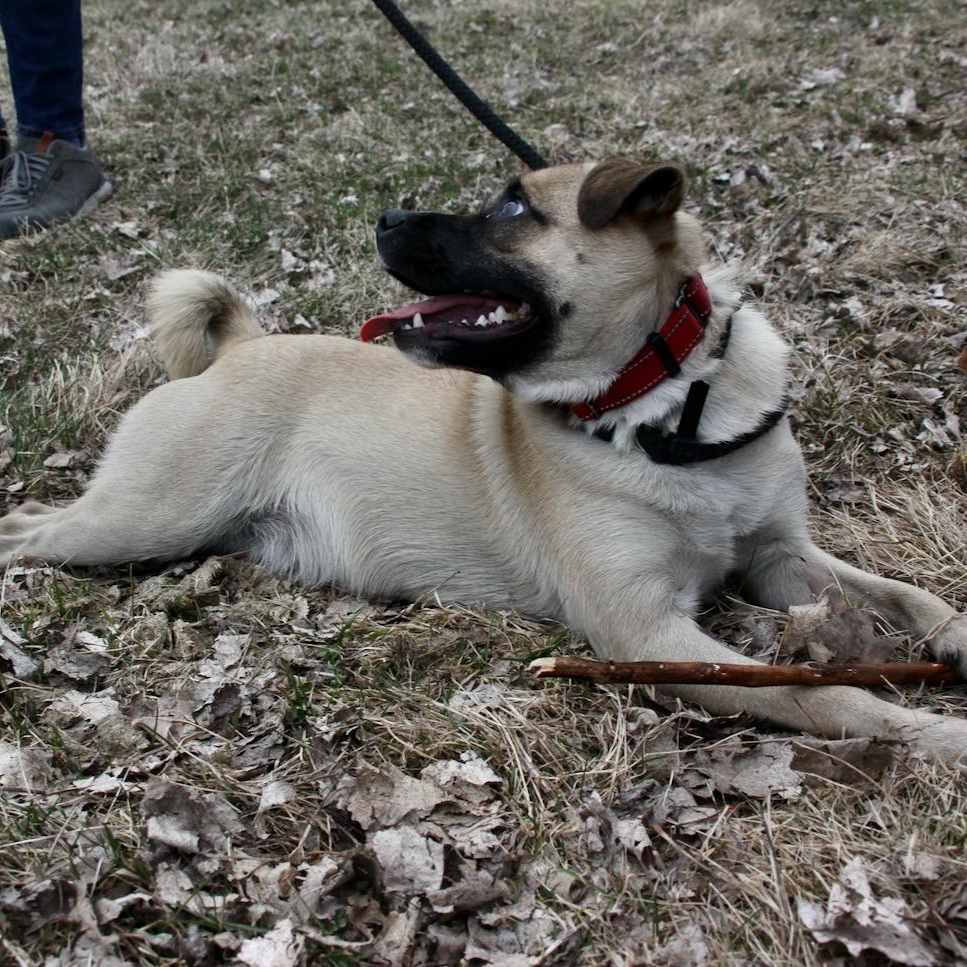 Enlarge Frankie, a ADOPTABLE mixed breed in Williston, VT image 3/6