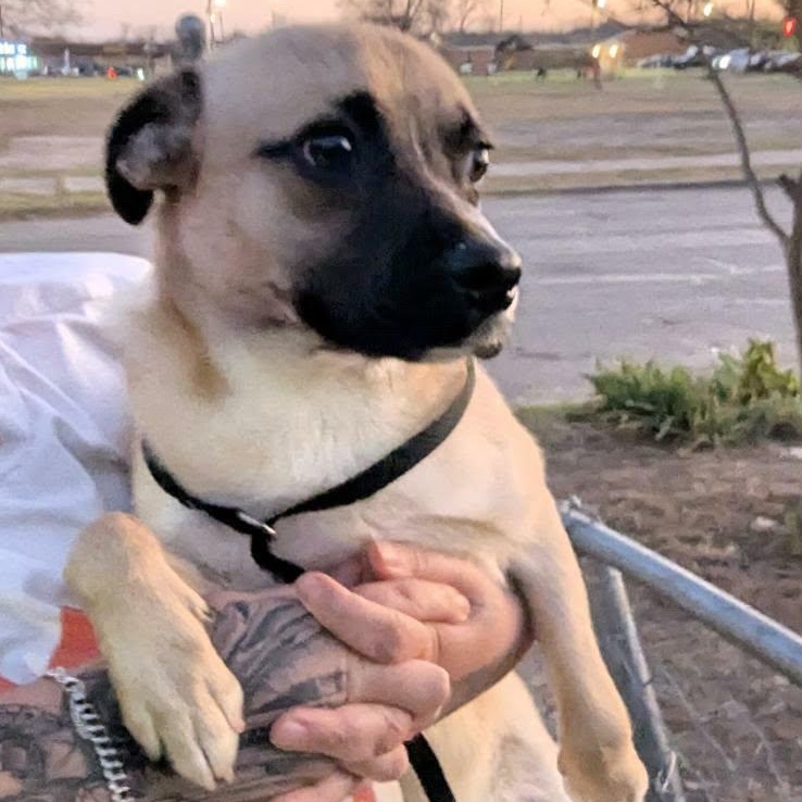 Frankie — thumbnail 4