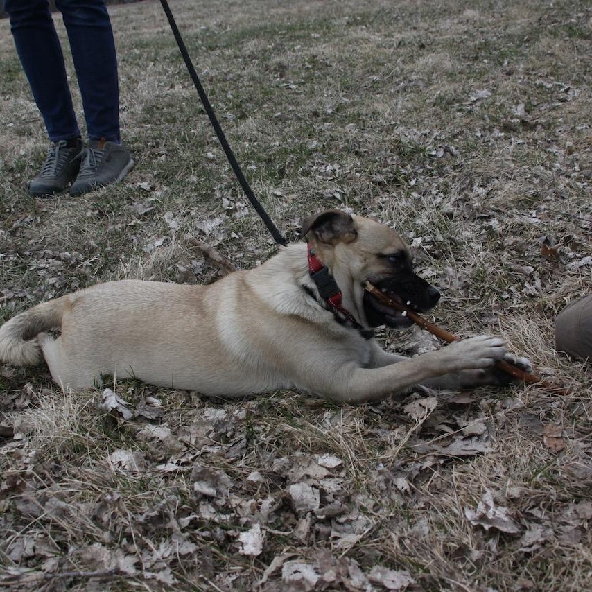 Enlarge Frankie, a ADOPTABLE mixed breed in Williston, VT image 4/6