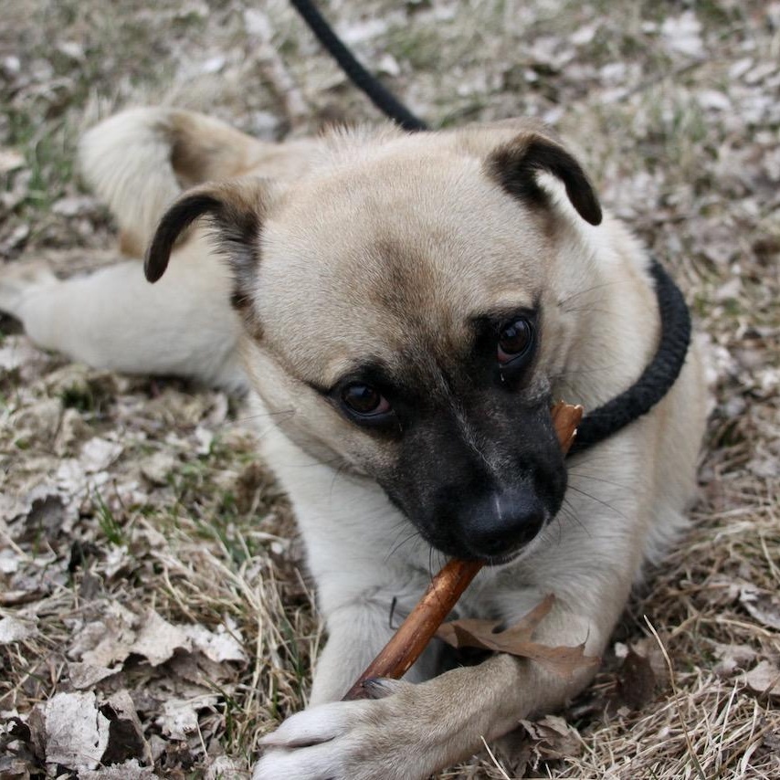 Enlarge Frankie, a ADOPTABLE mixed breed in Williston, VT image 5/6