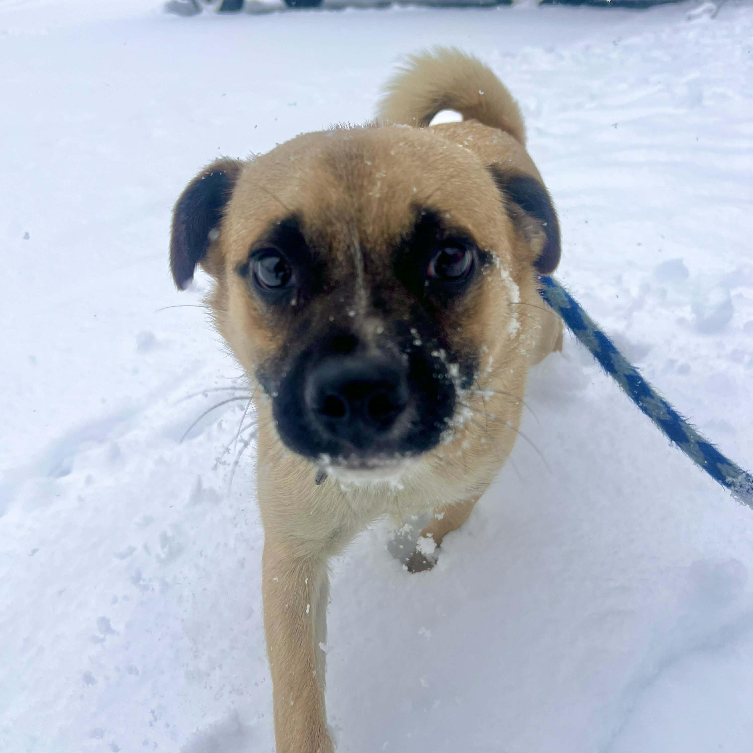 Enlarge Frankie, a ADOPTABLE mixed breed in Williston, VT image 2/6