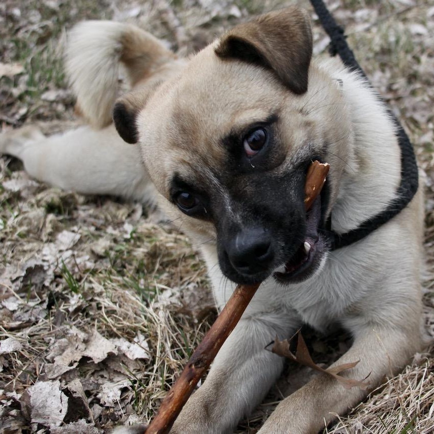Enlarge Frankie, a ADOPTABLE mixed breed in Williston, VT image 6/6