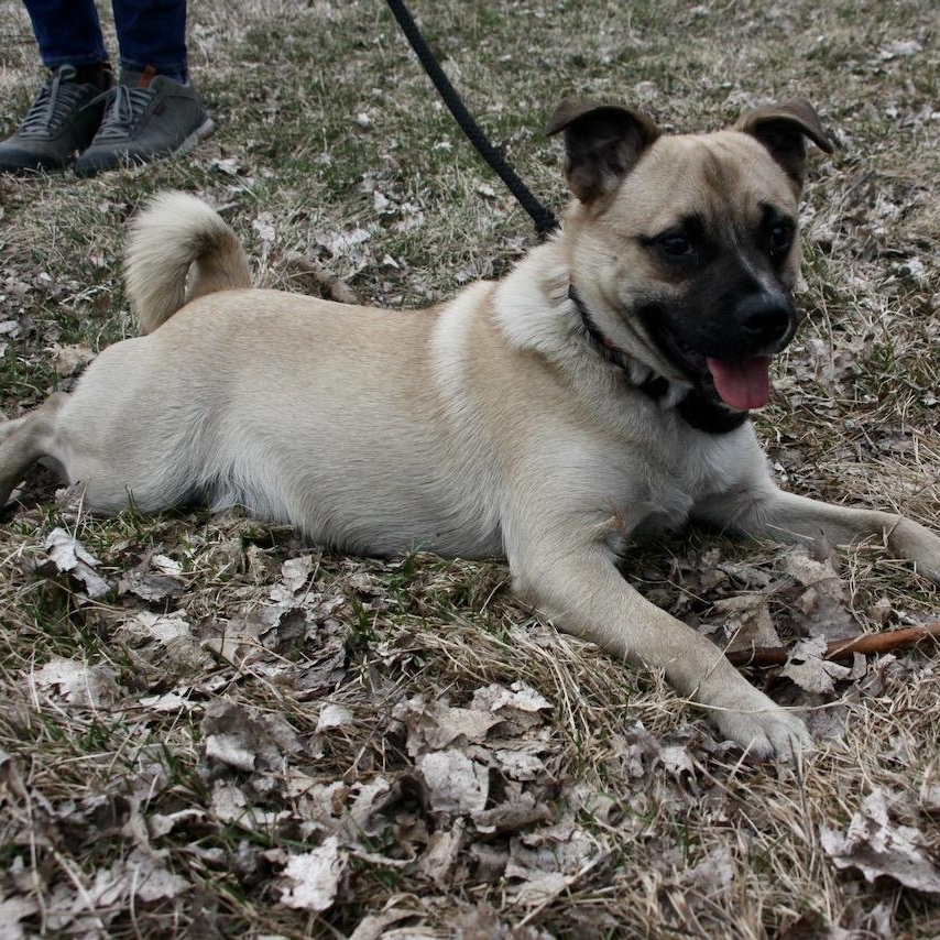 Frankie, ADOPTABLE, Young Male Pug.